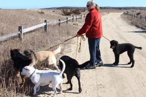 Lori Marsden has run a doggy day care from her house on Saddle Lane in East Hampton for the last 12 years, but it is in danger of closing after the town building inspector said it was illegal to run such a business out of a residence.