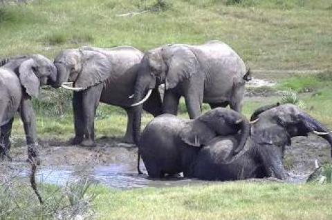 A screenshot from Africam.com shows elephants gathered at a watering hole in the Tembe Elephant Reserve in South Africa.