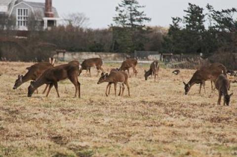 It is humans who are intruding on and despoiling wild animals’ territories, “not the other way around,” Larry Penny writes.