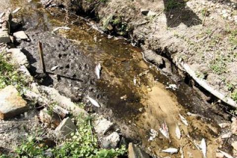 Alewives swimming up Ligonee Brook in Sag Harbor don’t always make it successfully to Long Pond, as seen here in a photo from 2012.