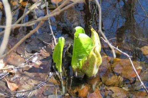 Skunk cabbage at Big Reed Pond in Montauk, a sign of early spring