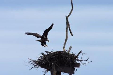 A pair of bald eagles made themselves at home in an osprey nest on the west side of Accabonac Harbor in Springs last week.