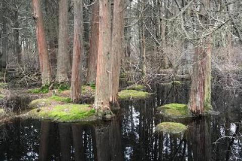 Atlantic white cedars, like these in North Sea, are the South Fork’s only native conifer that does well with roots standing in water.