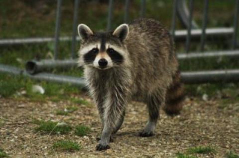 Suffolk health officials have asked residents to be on the lookout for uncommon behavior in raccoons after one in Nassau was found to have rabies.