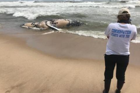 Coast Guard Station Montauk called in the Atlantic Marine Conservation Society to inspect a dead humpback whale that washed up near the Hermitage at Napeague on Thursday morning.