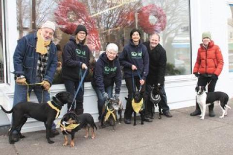 Dogs from to the Animal Rescue Fund of the Hamptons shelter are walked by volunteers twice a week in East Hampton Village as a way to get them used to people and unfamiliar situations.