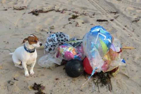 A pile of garbage, including mylar balloons, is not a rare sight on East Hampton Town beaches.