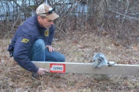 Bud Pitts, who noticed a young gray seal alongside an Amagansett road, helped keep it from scrambling away while waiting for a marine mammal team to arrive.