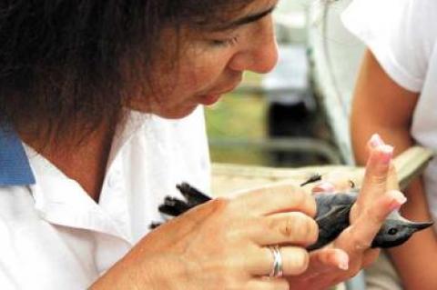 Oksana Lane, a director at the Biodiversity Research Institute, took blood from a catbird on Shelter Island to test for mercury levels.