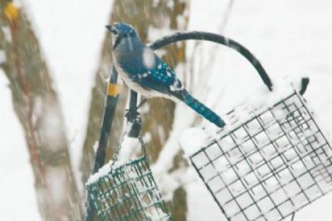 On Monday, as snow blanketed the ground for the third time this spring, a blue jay found a ready meal at a backyard feeder.