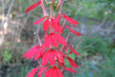 The cardinal flower, a member of the Lobelia genus