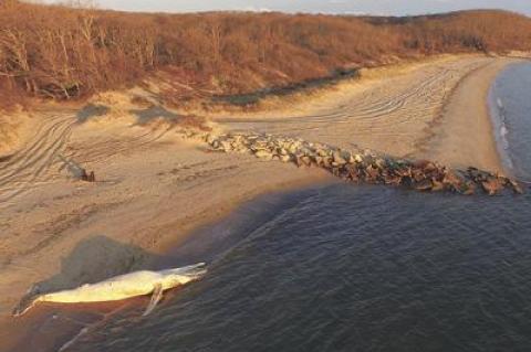 At sunrise yesterday, the body of humpback whale that had been towed to shore at Little Albert’s Beach in Amagansett awaited biologists from the Riverhead Foundation for Marine Research and Preservation, who would perform a necropsy later that morning.