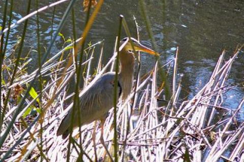 A young great blue heron stood motionless with neck folded and head drawn in, in its non-hunting mode.