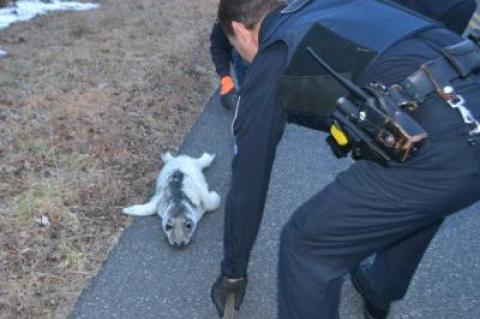 East Hampton Town police Sgt. Dan Roman helped corral a seal pup that had wandered from Gardiner's Bay to the edge of Bendigo Road in Amagansett Tuesday.