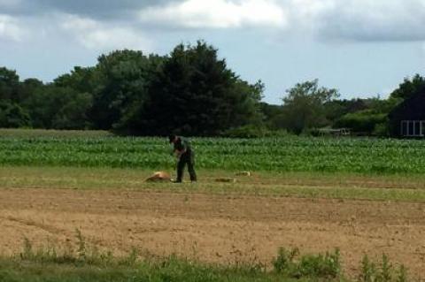 An officer with the Department of Environmental Conservation was seen investigating the death of three deer in a Wainscott farm field on Friday morning.