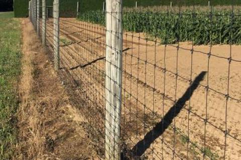 High deer fences in Sagaponack could soon be limited to bona fide crop fields.