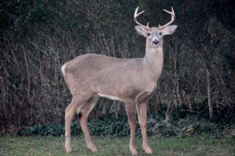 The South Fork’s deer population is expanding beyond the reach of hunters.