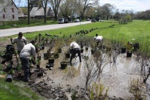 Workers planted native vegetation in a manmade swale near Town Pond in East Hampton last summer.