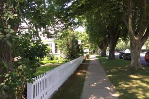 Elms line Main Street in East Hampton Village, but several have succumbed to a tree disease.