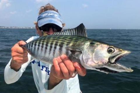 John Tondra caught and released this Atlantic bonito near Montauk with Capt. Paul Dixon of Off the Point Charters.