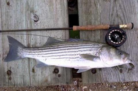 Edward Shugrue of East Hampton caught (and released) this striped bass. It was taken on a small white Clouser fly.