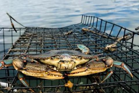 Catching blue-claw crabs is fun, but because diamondback terrapins can also be lured to crab traps by the scent of bait, the D.E.C. is offering free terrapin-excluder devices to install on the entryway to commercial and recreational crab pots.