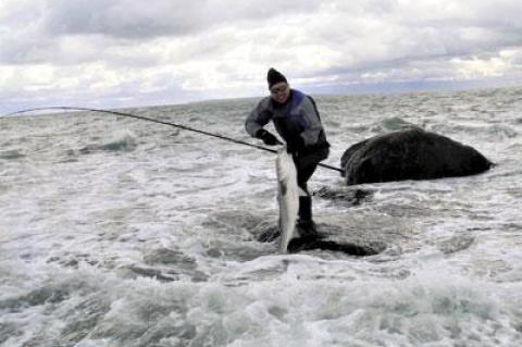 This picture of Craig Cantelmo releasing a keeper bass by the Montauk bluffs won the photographer, Bill Jakobs, $200 in tackle as part of the Montauk SurfMaster’s Van Staal Catch and Release photo contest.