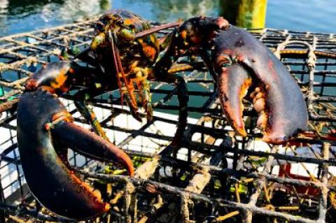 The Star’s fishing columnist pulled his last lobsters of the season from his pots last week and is readying them for some much-needed repairs.