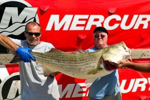 Ray Sperling of Sag Harbor, at right, needed help holding the 49.95-pound striped bass he caught on the charter boat Breakaway on Saturday during the Montauk Grand Slam Fishing Tournament. It was the largest bass landed in the history of the event.