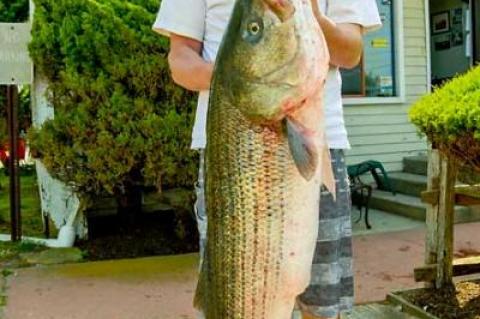 Nick Bocchino has taken over first place in the Montauk Surfmasters Spring Shootout striped bass tournament with this 43.5-pound striped bass.