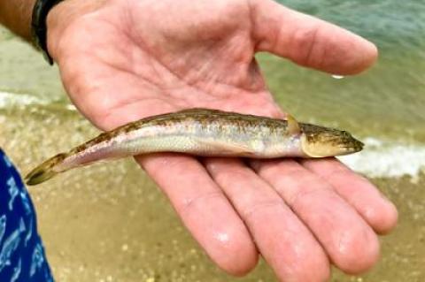 The haul from a family’s seine net at Noyac Bay a few days ago included such recently hatched species as kingfish, fluke, and even a lizardfish, above.