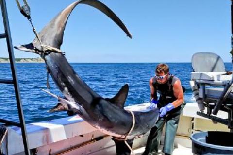 Dave Debaun of Southampton landed a large thresher shark off Block Island last week on the charter boat Blue Fin IV.