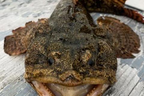 The oyster toadfish won’t win any beauty contests, but it is edible.