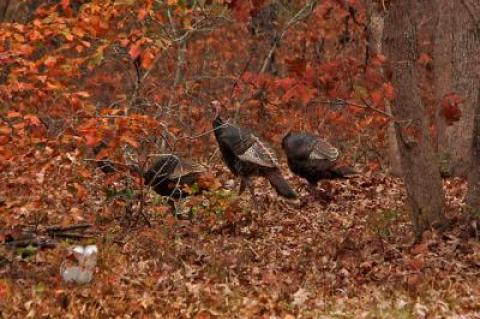 Lucky for turkeys, the wild turkey hunting season is brief. It opened last week and closes on Friday, Nov. 30.