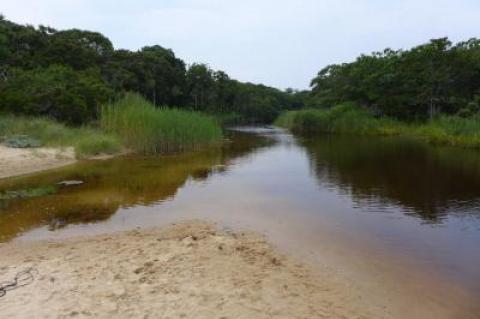 Fresh Pond creek in Amagansett, where water tests by a private group have indicated the presence of potentially dangerous bacteria several times this summer. East Hampton Town officials have not officially responded.