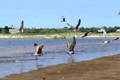 Gulls at the Atlantic Ocean end of Georgica Pond. A blue-green algae bloom detected in the pond's water has led to a call for an emergency opening to allow it to drain and be refilled with seawater.