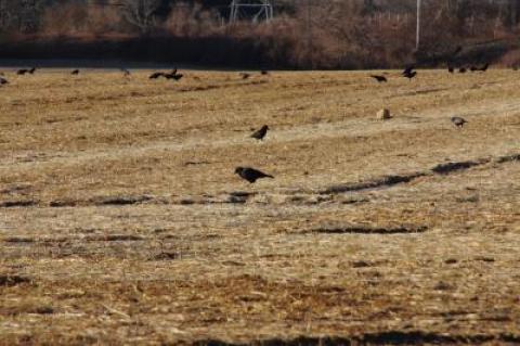 Straw placed on the farm field north of the Amagansett business district appears to be working in tandem with snow fencing to improve the "dust bowl" conditions there.