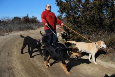 Lori Marsden walking some of the dogs in her care at Sammy's Beach last month