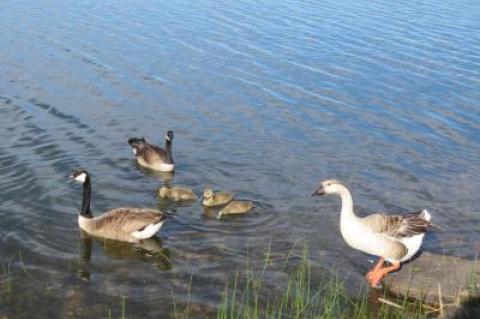 The wayward goose, perched on a rock, is believed to be a hybrid of a Pilgrim goose and a Chinese goose, and has taken up residence with a pair of Canada geese and their goslings on Fort Pond.