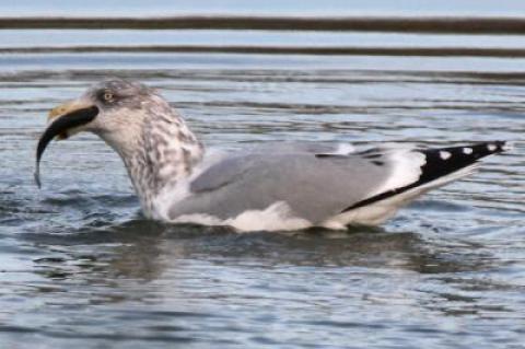 A gull at Otter Pond in Sag Harbor, one of a flock observed feeding on menhaden as ice began to form about two weeks ago.