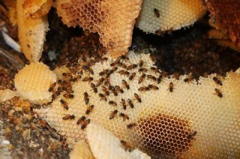 Debbie Klughers, a beekeeper, handled a bee-covered hive in The Star attic.