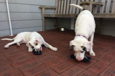 Rico, right, and Gina, left, may be deaf and blind respectively, but like many dogs, they go right for a slipper to chew on.