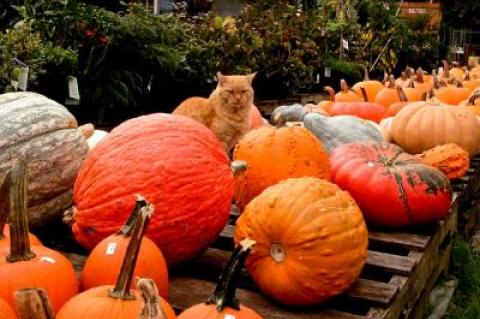 Cat got your pumpkin? Don’t worry, there’s more where that came from, now that it’s fall on the South Fork and vegetables like cauliflower, kale, turnips, and winter squash — such as pumpkins — are in great supply.