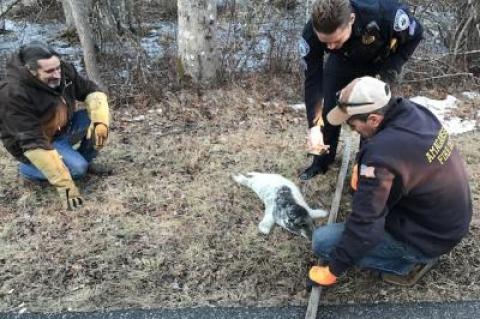 Rescuers scrambled to keep a seal pup from escaping on Bendigo Road in Amagansett on Tuesday afternoon.