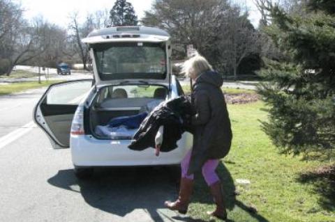 Jane Gill, a transport volunteer with the Evelyn Alexander Wildlife Rescue Center, carried the mute swan injured near Town Pond to her car.