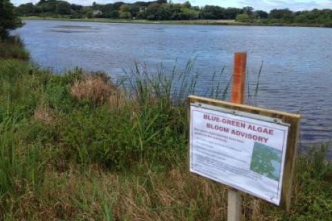 Officials of East Hampton Village have posted signs around Hook Pond warning against exposure to cyanobacteria.