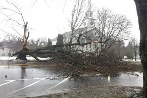 A large tree near the East Hampton Presbyterian Church fell across Main Street as heavy rain and strong winds blew on the East End.