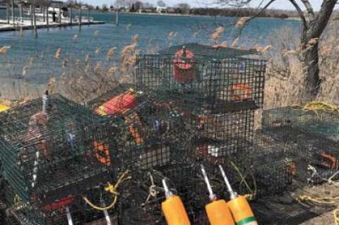 Though they had been collecting weeds over the past nine years, after some repair work earlier this month, these lobster pots were ready to be put to use at long last.