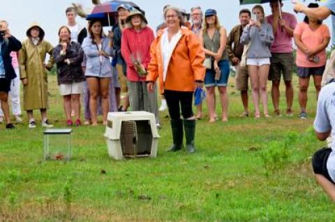 The bobwhites have flown the coop. Jessica James of Montauk stood by an empty cage after helping to release juvenile bobwhite quail at Montauk County Park on Saturday.