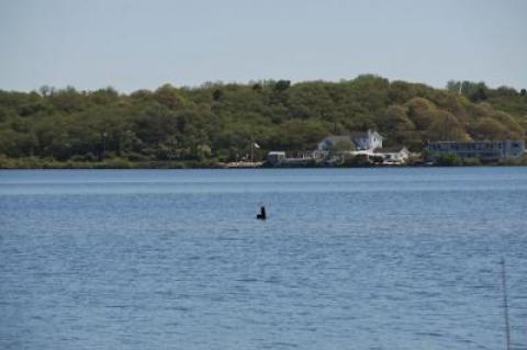 A stump poking above the water in Montauk’s Fort Pond is all that remains of what was once a small island known as Brushy Island.